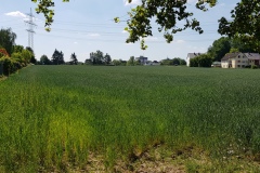 p-200527-114057-is-boklimagruen-hdk-mms-20200527-114057