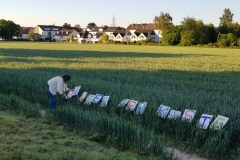 p-200528-202524-is-boklimagruen-hdk-mms-20200528-202524