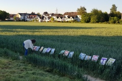 p-200528-202526-is-boklimagruen-hdk-mms-20200528-202526