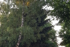 p-200528-204235-is-boklimagruen-hdk-mms-20200528-204235