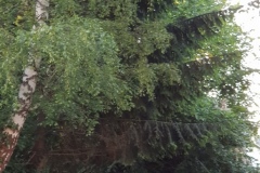 p-200528-204246-is-boklimagruen-hdk-mms-20200528-204246